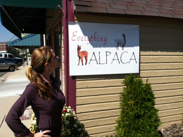 alpaca